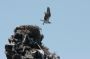 Baja05 - 151 * Osprey leaving its nest